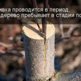 Kako posaditi drvo jabuke